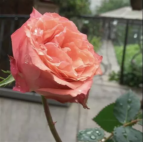 Wan 2.5 Preview video