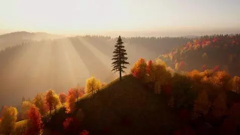 AI Video from prompt: A tall ancient pine tree on a hill at sunrise, o