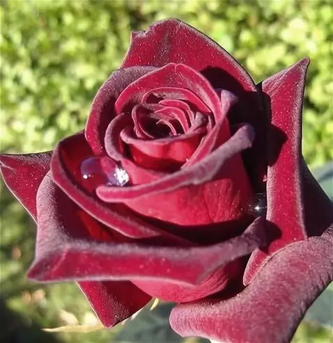 AI Video from prompt: на ветру качается роза в капли воды