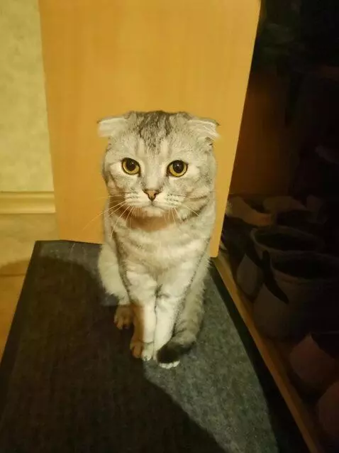 AI Video from prompt: 5-second video. A gray Scottish Fold cat turns t
