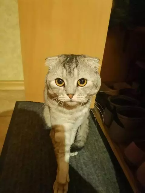 AI Video from prompt: .5-second video, close-up. A gray Scottish Fold 