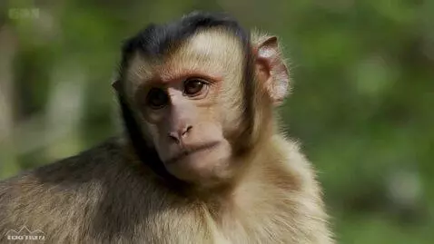 AI Video from prompt: aspect ratio 9:16 , cute adorable monkey, alien 