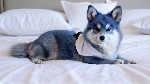 AI Video from prompt: furry kemono style blue kitsune wearing loose wh