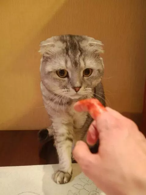 AI Video from prompt: Photo-based. Scientific documentary style. A gra