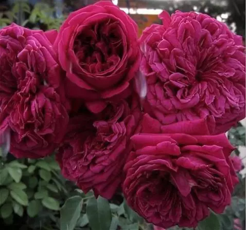 Wan 2.5 Preview video