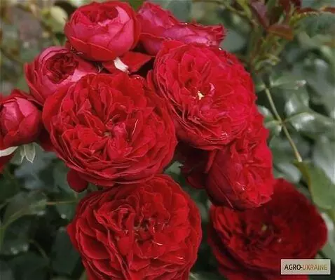 Wan 2.5 Preview video