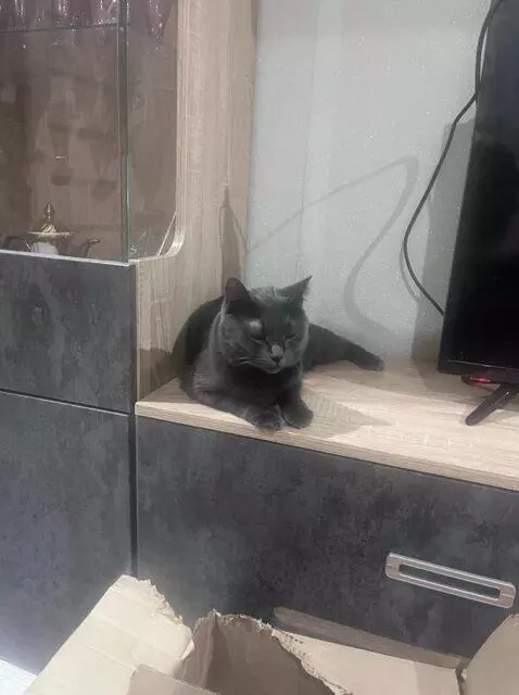 AI Video from prompt: dancing cat.