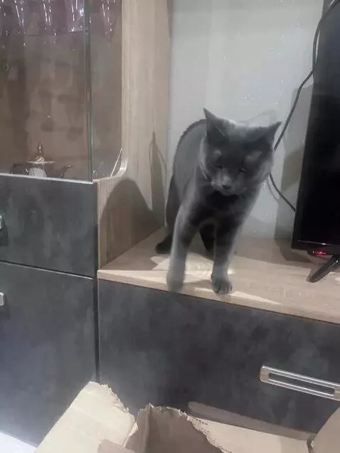 AI Video from prompt: dancing cat.