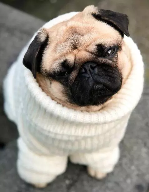 AI Video from prompt: The dog sneezes and rose petals fly out of his n