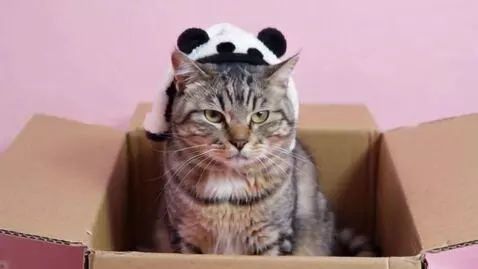 AI Video from prompt: Суровый котик, сидит в коробке, сердится, на гол