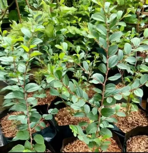 AI Video from prompt: buatkan gambar berputar ke kiri dan bergoyang-go