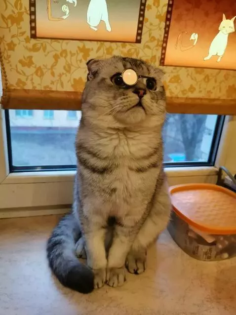 AI Video from prompt: Video prompt: 5-second cinematic clip. A gray Sc