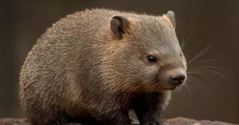 AI Video from prompt: the wombat is turning on its back and itching ly