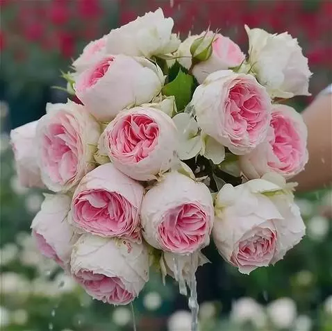 Wan 2.5 Preview video