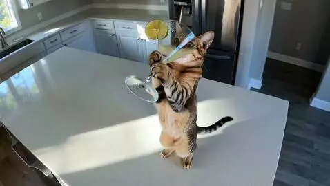 AI Video from prompt: A humorous, photorealistic CCTV-style kitchen sc