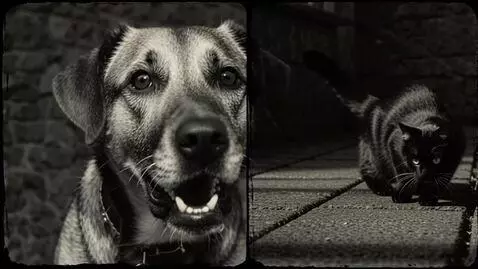 AI Video from prompt: 分割屏幕，一条锐利的黑线将两个场景隔开：左侧是狂吠狗脸的极端特写，高对比度与锐利焦点突出其凶猛表