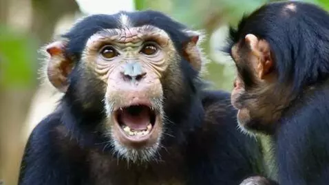 AI Video from prompt: Close-up video of two highly expressive chimpanz