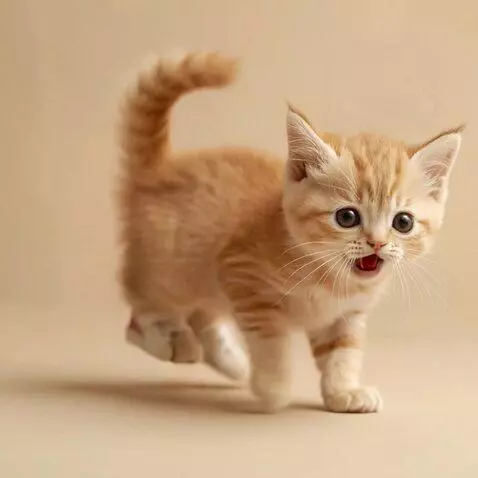 AI Video from prompt: Маленький рыжий котенок в стильной повязке на го