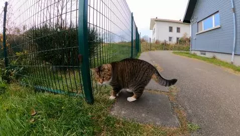 AI Video from prompt: Создай видеоролик про кота, его зовут Шкет, он в