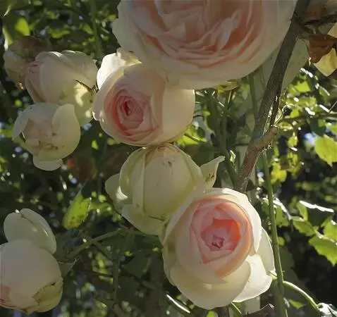 Wan 2.5 Preview video