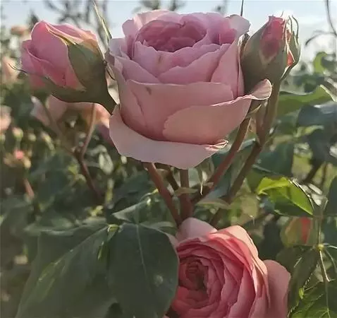 AI Video from prompt: на ветру качается роза