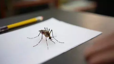 AI Video from prompt: I want a video in which a mosquito performs a na