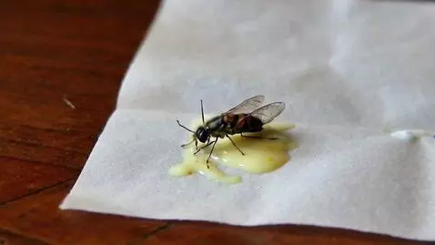 AI Video from prompt: I want a video in which a mosquito performs a na