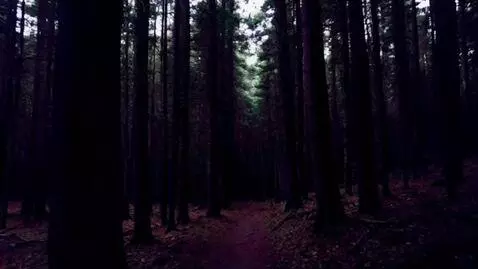 AI Video from prompt: камера идет по темному лесу