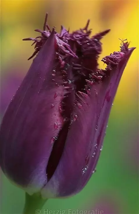 AI Video from prompt: на ветру качается  в капли воды