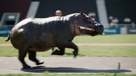 AI Video from prompt: At the stadium, a hippopotamus runs up with a po