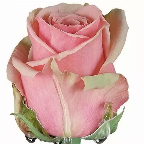 AI Video from prompt: на ветру качается роза в капли воды  ветер вода 