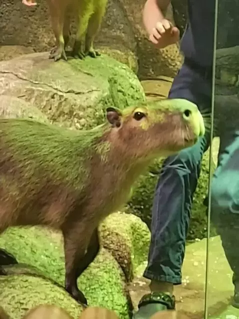 AI Video from prompt: капибара ломает стекло между ней и наблюдателем