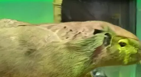 AI Video from prompt: капибара ломает стекло между ней и наблюдателем