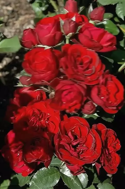 Wan 2.5 Preview video