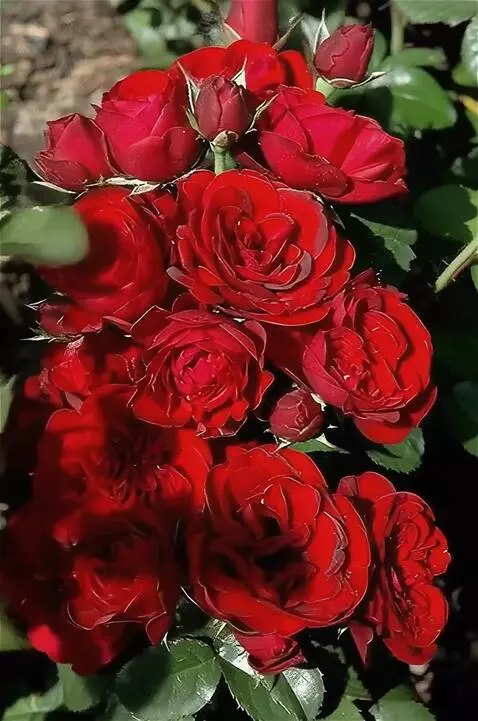 Wan 2.5 Preview video