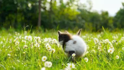 AI Video from prompt: kittens running through a blooming meadow