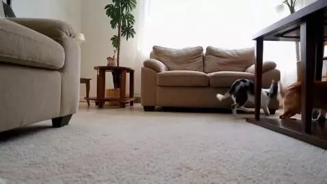 AI Video from prompt: Dog chasing cat funny