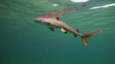 AI Video from prompt: желтая акула со шляпой на голове плывет и ест бу