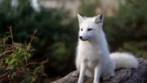 AI Video from prompt: a anthropomorphic flirtatious attractive beautif