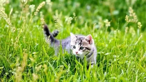 AI Video from prompt: Cute cats playing in the grass