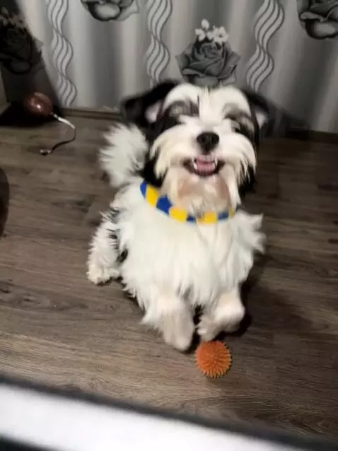 AI Video from prompt: Собака на фото главный герой видео, собака смотр