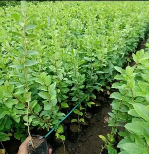 AI Video from prompt: buatkan gambar daun bidara bergoyang-goyang pela