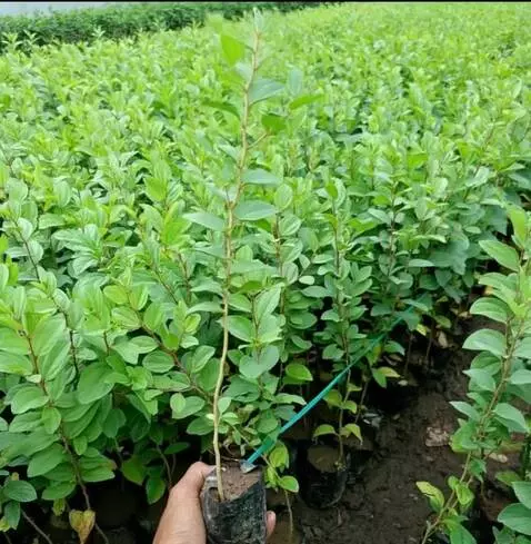 AI Video from prompt: jadikan gambar bergoyang-goyang seakan-akan diti