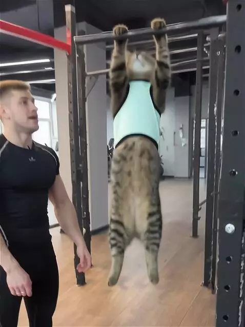 AI Video from prompt: Реалистичное видео в спортивном зале. Кот в лёгк