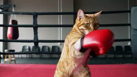 AI Video from prompt: A cat wearing boxing gloves punches the air and 