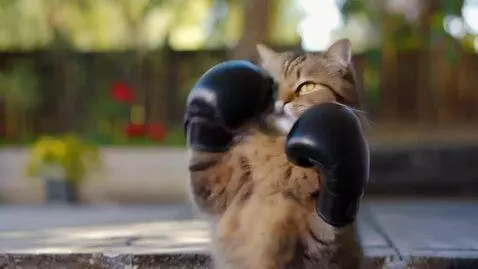 AI Video from prompt: A cat wearing boxing gloves punches the air and 