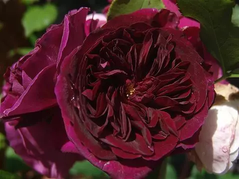 Wan 2.5 Preview video