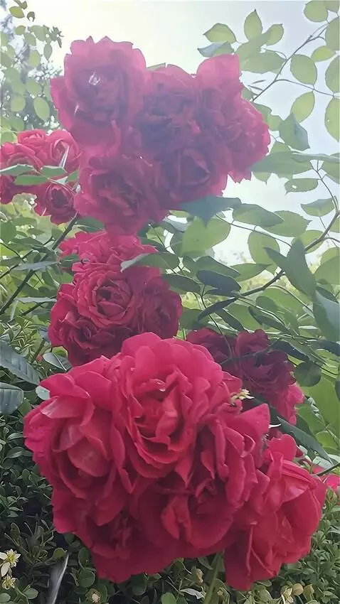 Wan 2.5 Preview video