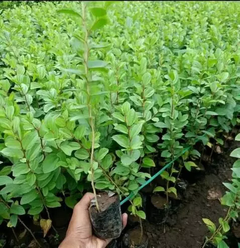 AI Video from prompt: gambar bergerak gerak seakan-akan terkena angin 