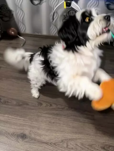 AI Video from prompt: Biver york dog inside an arcade claw machine, bi